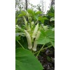 Unbranded 100+ Silver Queen Okra Seed Heirloom Non-Gmo Organic