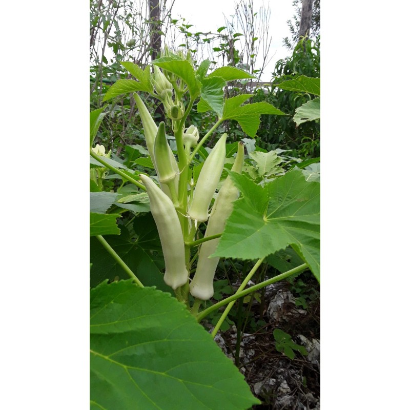 Unbranded 100+ Silver Queen Okra Seed Heirloom Non-Gmo Organic