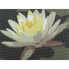 Pepita Needlepoint Canvas: Water Lily, 12" x 9"