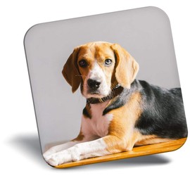 Destination Vinyl ltd Fridge Magnet - Cute Beagle Dog Puppy Portrait for Office, Cabinet and Whiteboard, Magnetic Stickers, 44756