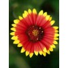 Gaillardia Indian Blanket Nice Garden Flower by Seed Kingdom 1,200