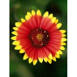 Gaillardia Indian Blanket Nice Garden Flower by Seed Kingdom 1,200 Seeds