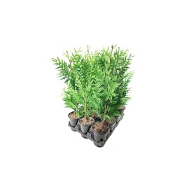 Thuja Plicata 'Green Giant' Arborvitae - 1 Quart Size Plant - Live Evergreen Privacy Tree