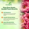 Outsidepride Sundial Peach Portulaca Moss Rose Seeds - 250 Pcs