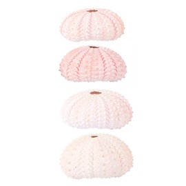 BESPORTBLE Large Air Plants Shell Decoration Natural Conch Shell Sea Urchin Shell DIY Potted Vase Decoration Accessories 4pcs (Random) Wedding Table Decor