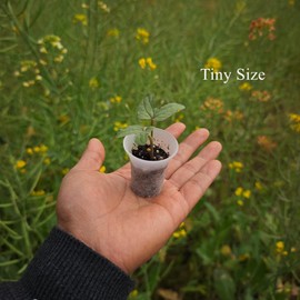 BangQiao 300 Pack 1.80 Inch Tiny Clear Plastic Nursery and Seedling Pot, Mini Transplant Seed Starter Planter with Drain Hole for Germination, Herb, Succulent