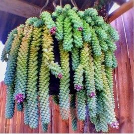 Live Donkey's Tail plant Sedum Burrito plant Sedum Morganianum plant Trailing Succulent 4 Inch Pot- Grow indoor/outdoor plant