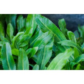 Fresh 200+ CULANTRO SEEDS, Mexican Coriander DE ALCAPATE CILANTRO ANCHO CULANTRO RECAO - 200+ seeds