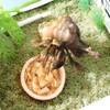 6 Pcs Hermit Crab Food Bowl Small Wooden Feeding Dish