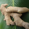 Live 10 Rhizomes of Edible Ginger Roots Zingiber Zingiber Officinale
