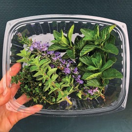 Eco-Products Clear Disposable Rectangular Deli Container with Lid, Eco-Friendly Compostable PLA Plastic Food Container, 24 oz, Case of 200