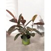 Ficus Elastica Ruby Live Plant, Variegated Rubber Tree in 6