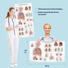 17 Human Anatomy Posters - Medical Posters, Circulatory, Skeletal, Male