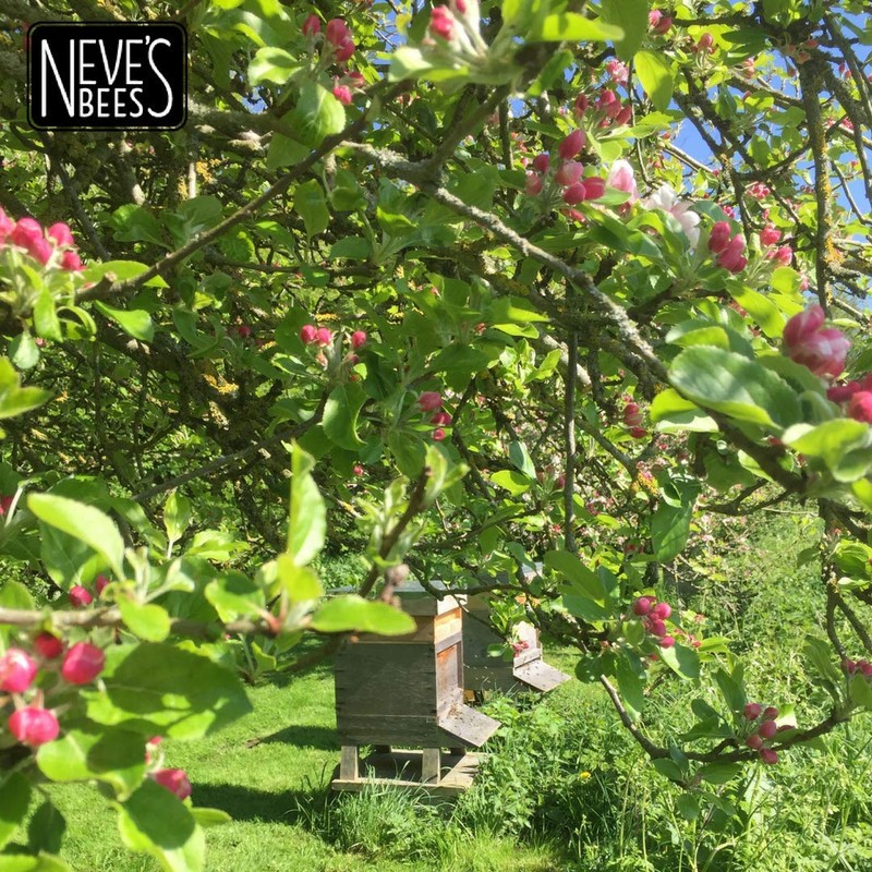Neve's Bees Beeswax Lip Balm - Honey Vanilla - 100%