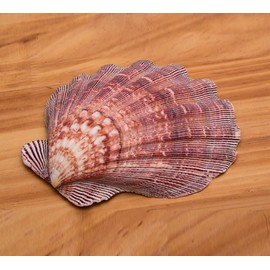 4 Pcs Polished Large Great Scallop Sea Shells 5~6 Inch,Brown Lion's Paw Baking Shells,Ocean Beach Seashells Perfect for Home Decoration, Art Craft, Vase Filler Fish Tank