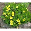 Little Seed Store 201+Dwarf MISSOURI EVENING PRIMROSE Flower Seeds Drought