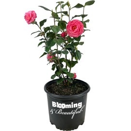 Blooming & Beautiful - Jerry Hill Camellia - 3 gal - Evergreen Shrub - Large, Deep Pink Blooms - Flowers Late Winter to Early Spring - Zones 6-9 - Camellia Japonica 'Jerry Hill' - 3 Gallon Pot
