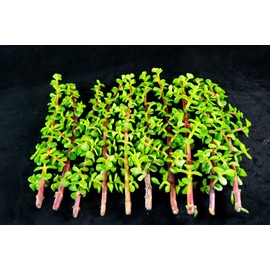 12 Healthy Portulacaria Afra Succulent Cuttings - Elephant Bush