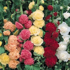 Outsidepride 100 Seeds Perennial Alcea Rosea Hollyhock Double Mix Flower Seeds for Planting