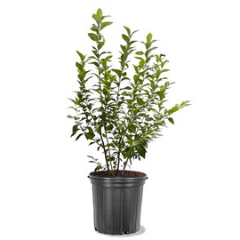American Plant Exchange Blueberry Bush 'Bluejay' (Northern Highbush) – Live Fruit-Bearing Plant, 5-Gallon Pot, Cold Hardy, Sweet Edible Berries for Outdoor Gardens and Landscapes