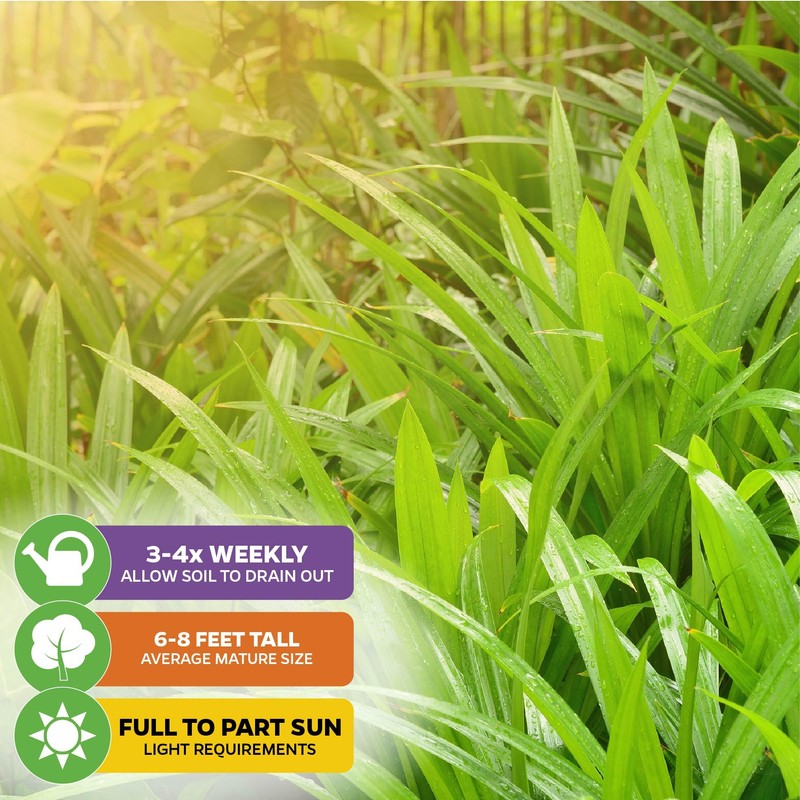 Pandan Live Plant - Pandanus Amaryllifolius - Wellspring Gardens Exquisite