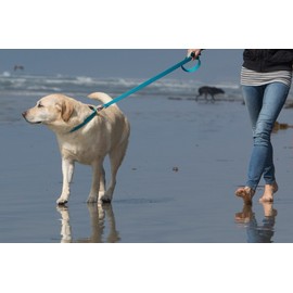 LupinePet Eco 1" Tropical Sea 12-20" Adjustable Collar for Medium and Larger Dogs