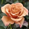 Heirloom Roses Koko Loko Rose Plant - Brown/Multi Colored Rose