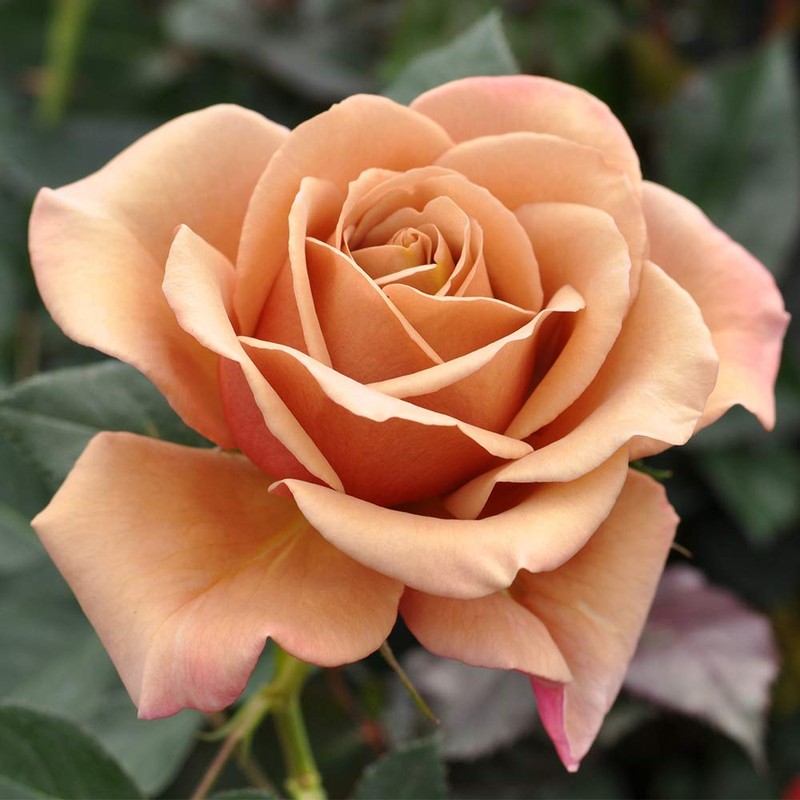 Heirloom Roses Koko Loko Rose Plant - Brown/Multi Colored Rose