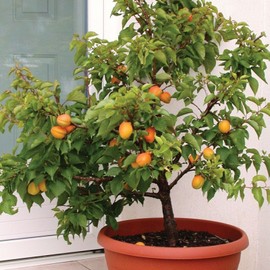 Unbranded Dwarf Apricot Tree{Prunus armeniaca}Orga