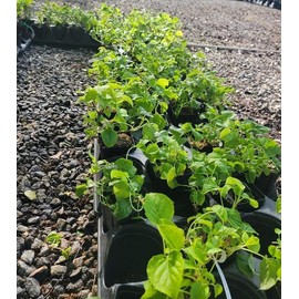 Climbing Hydrangea Anomala (petiolaris) - Live Plant - (1 QT)