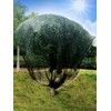 Agfabric Bird Netting 39" Hx39 W Garden Netting Insect Pest
