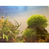 Mini Pellia aka Coral Moss 2" x 2" Riccardia chamedryfolia