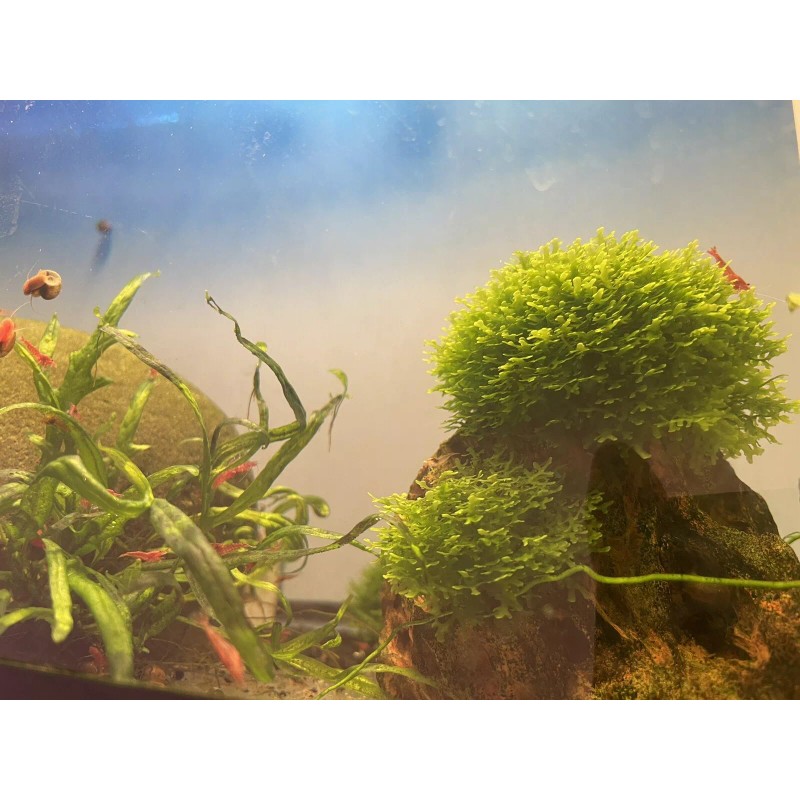 Mini Pellia aka Coral Moss 2" x 2" Riccardia chamedryfolia