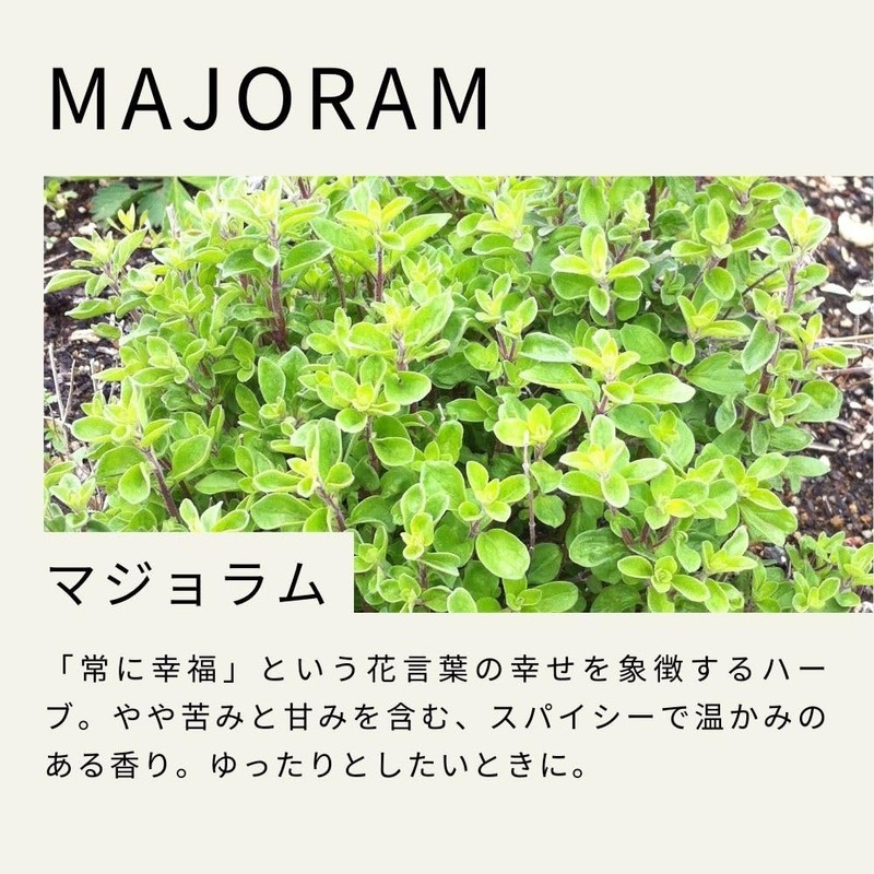 Tree of Life Marjoram Essential Oil 10ml Essential Oil Aroma