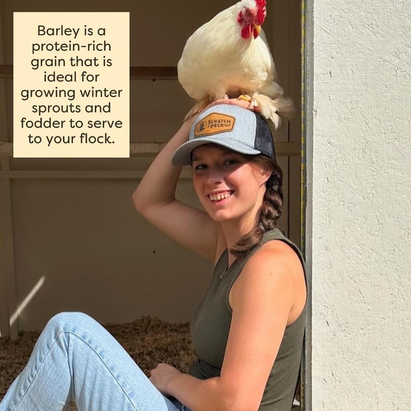 Scratch and Peck Whole Barley Chicken, Duck and Livestock Supplemental