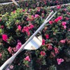 Garden Hand Weeder Puller Gardening Weeding Tool Heavy Duty Stainless