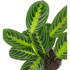 Hopewind Plants Shop- Lemon Lime Prayer Plant, Lemon Lime Maranta, Popular and Attractive houseplant, Gorgeous Live Indoor Plant, Easy to Care and Rare Variety Green Thumbs Up 4 inch Pot