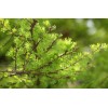 Scenic Hill Farm 10 Japanese Larch (Larix kaempferi) - Bonsai