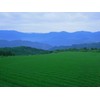 Ocha Collection Honstore Kuramidori 6.3 oz (180 g), Green Tea,