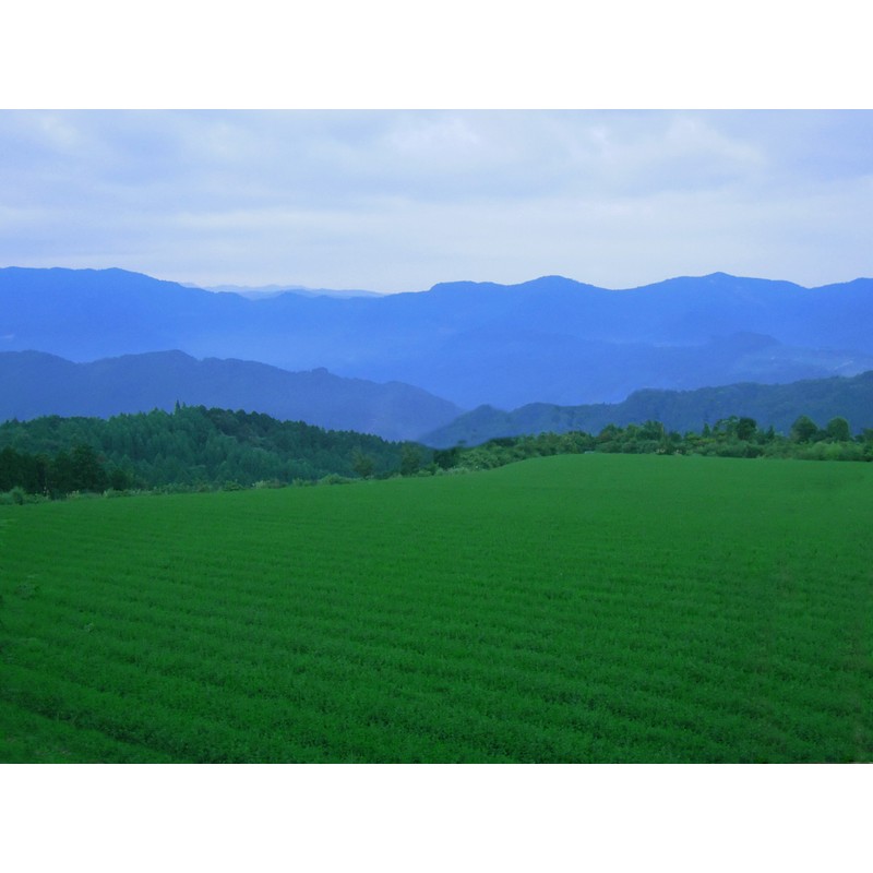 Ocha Collection Honstore Kuramidori 6.3 oz (180 g), Green Tea,