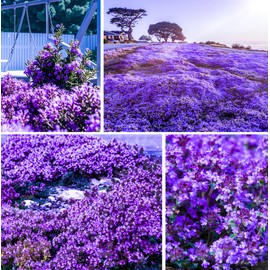 20000+ Creeping Thyme Seeds for Planting -Perennial Ground Cover Plants Flowers Non-GMO Heirloom (Purple)