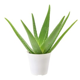 Arcadia Garden Products LV12 4" Aloe in Decorative Cover Pot,