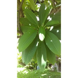 plumeria Pink Rare Plumerias. Two  9 to 12" branch cuttings
