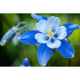 1,000+ Blue Colorado Columbine Flower Seeds, Non-GMO