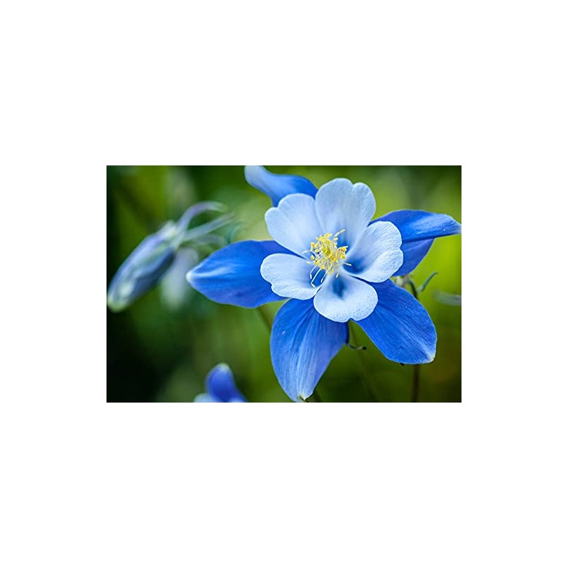 1,000+ Blue Colorado Columbine Flower Seeds, Non-GMO