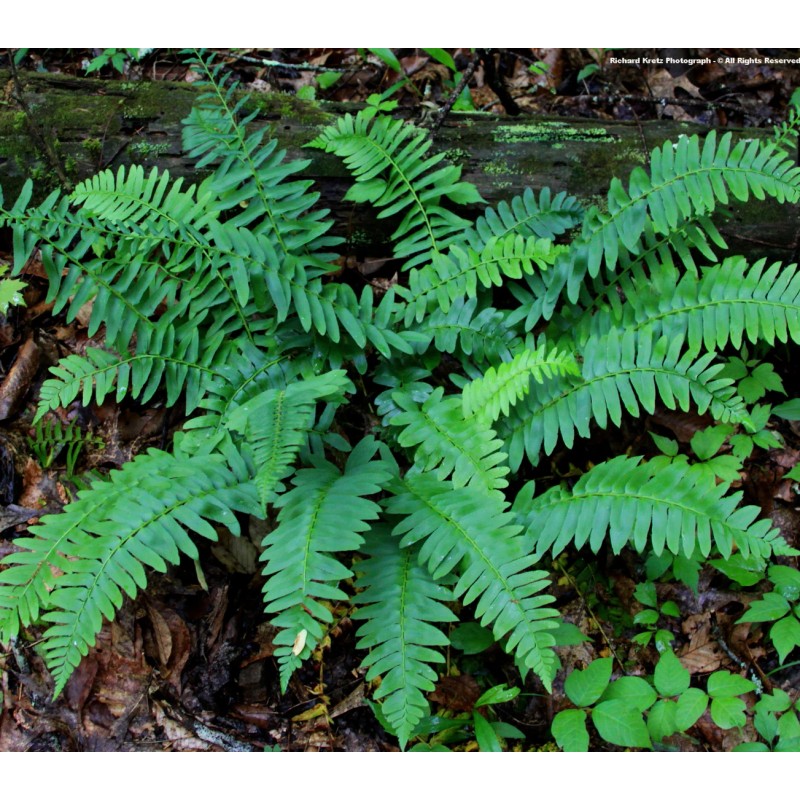 Ferns 20 Christmas Fern Root Systems, Christmas Dagger - Polystichum