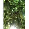 BitterMelon Seed 25pcs BitterMelon Gourd Ampalaya Seed Fresh Harvested US