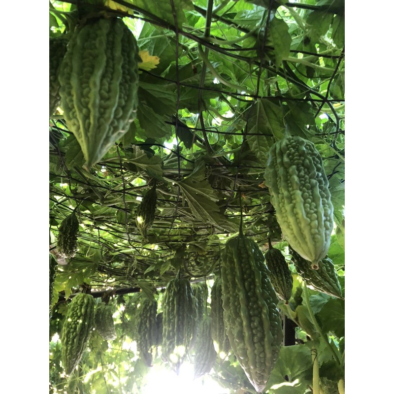 BitterMelon Seed 25pcs BitterMelon Gourd Ampalaya Seed Fresh Harvested US