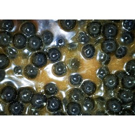 Tandem Baits Carp Feed Fishing Food Hook Bait Carp Food Mini Oil Hookers 12 mm 50 g Sweet Corn