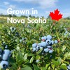 Taloa Wild Blueberry Powder 150 g - Made in Canada